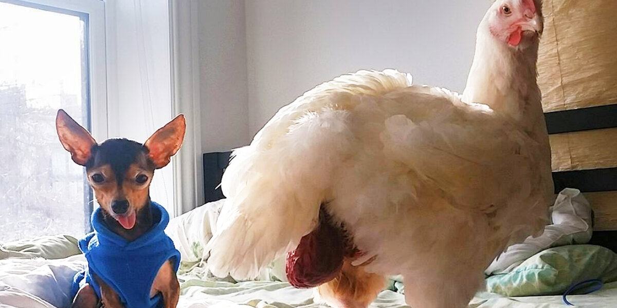 Chicken chihuahua sales