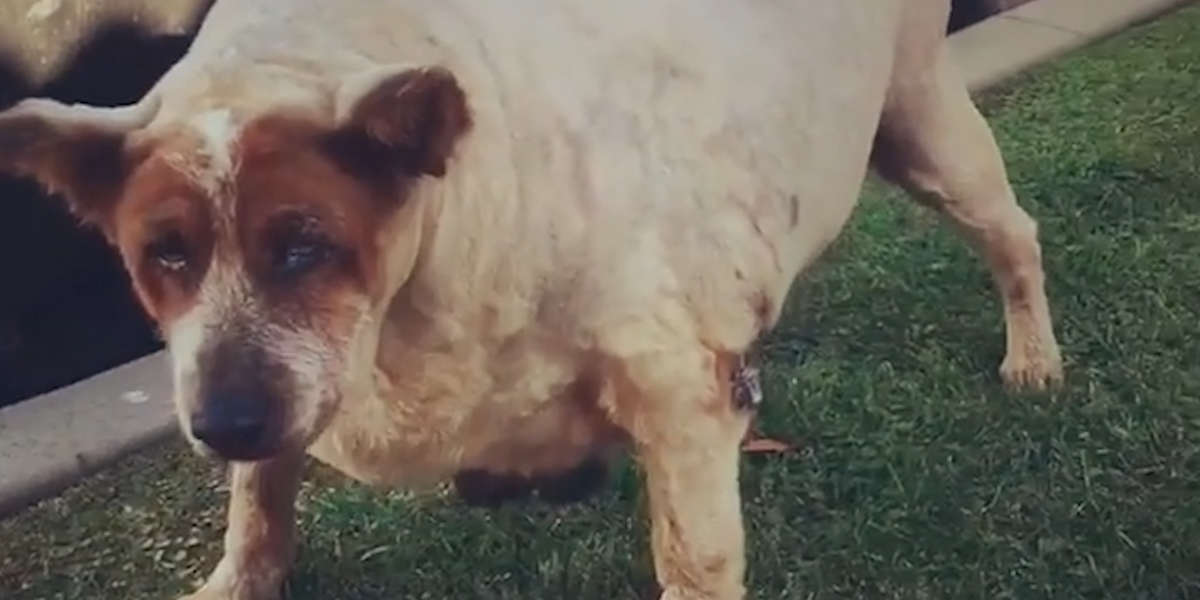 Overweight Dog Is Finally Loving Life, Thanks To His New Moms - Videos ...