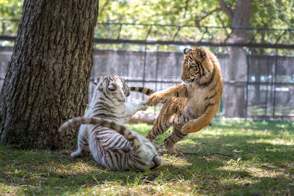 tiger rescue