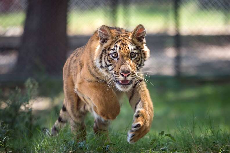 tiger rescue