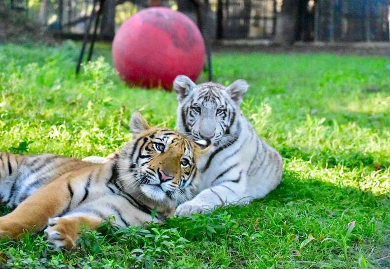 Video: Adorable Baby Tiger Being Smuggled Into US From Mexico Rescued