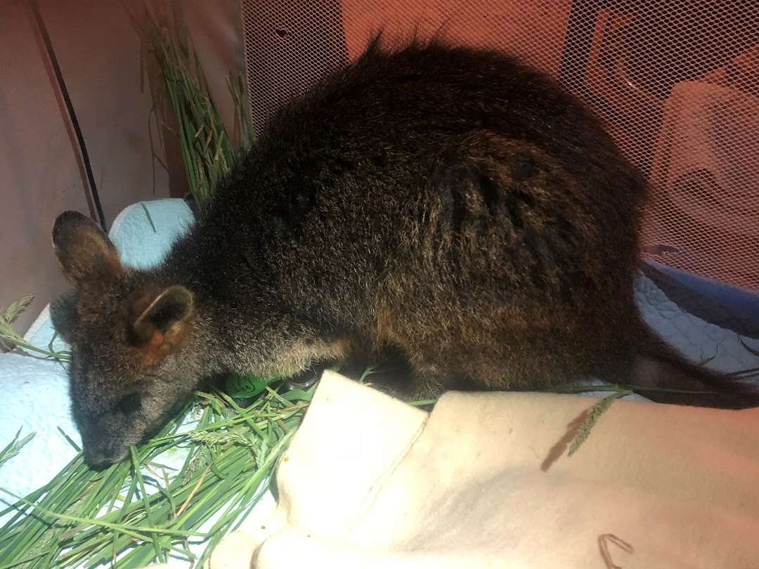 Wallaby saved from mineshaft