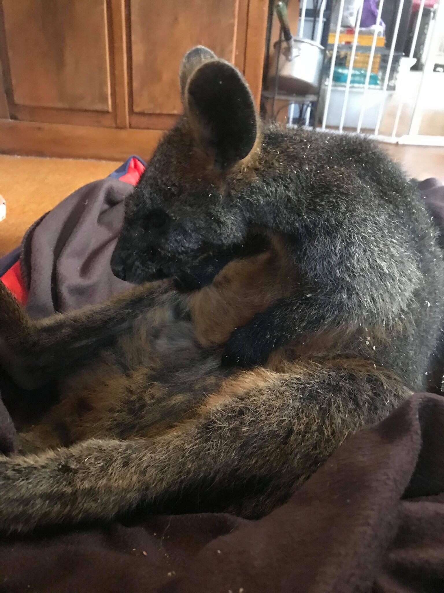 Wallaby saved after falling down mineshaft