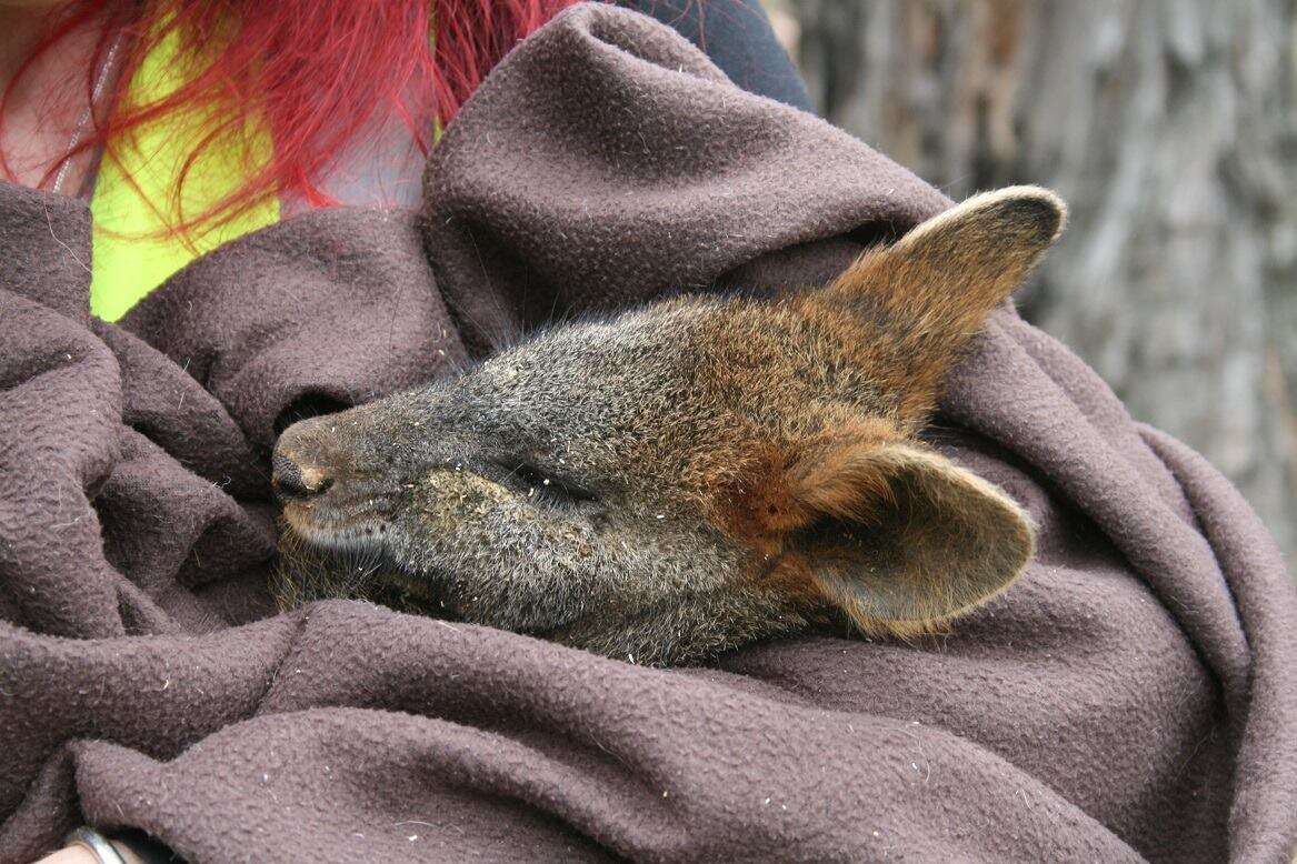 Rescuers saving wallaby down mineshaft