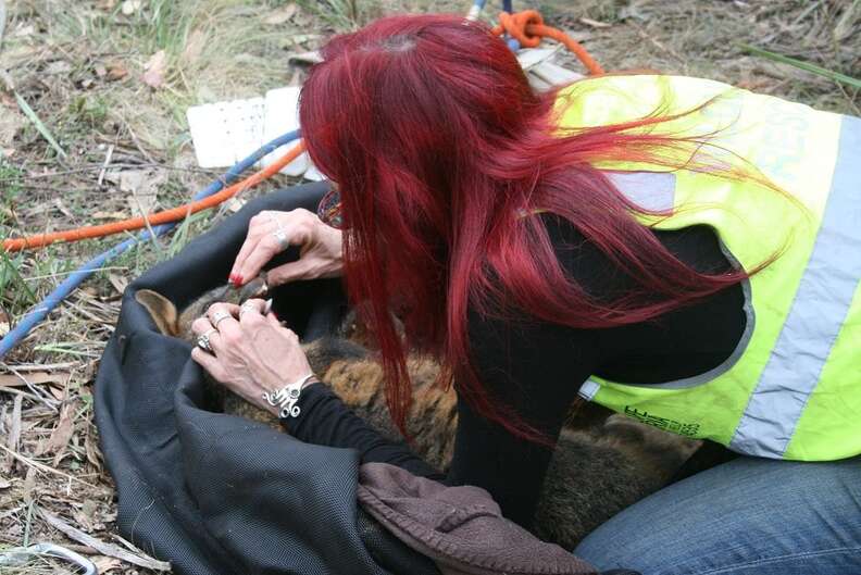 Rescuers saving wallaby down mineshaft