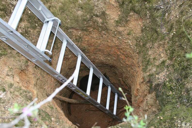 Wallaby fallen down mineshaft in Australia