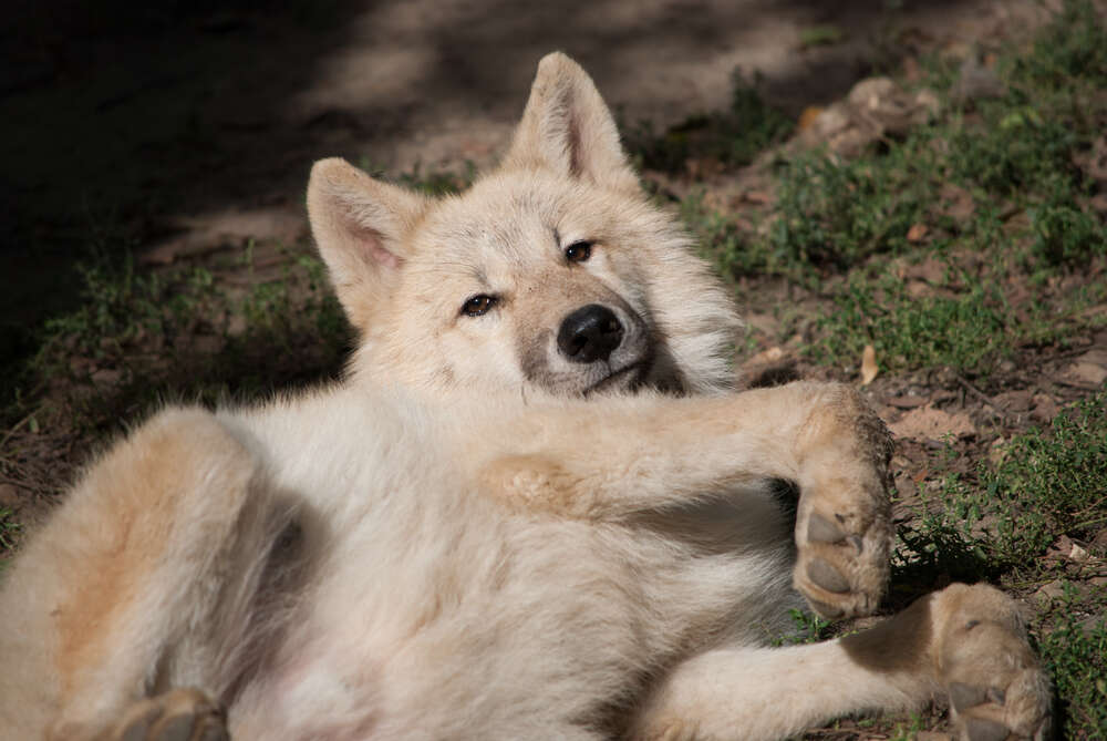 Wild gray wolf in Washington State