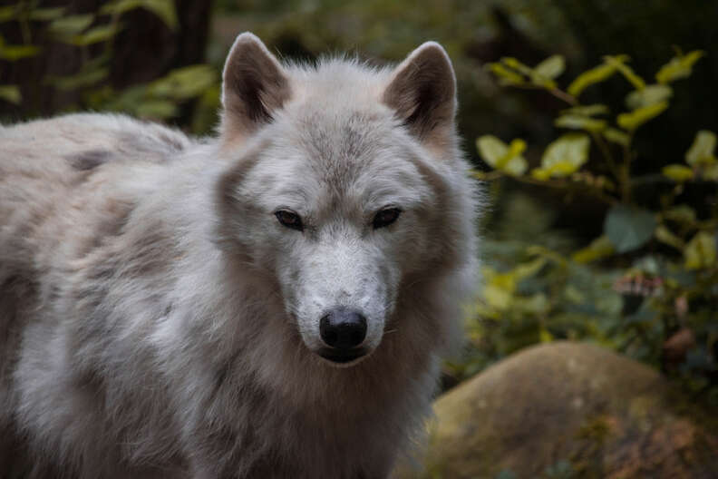 Wild gray wolf in Washington State