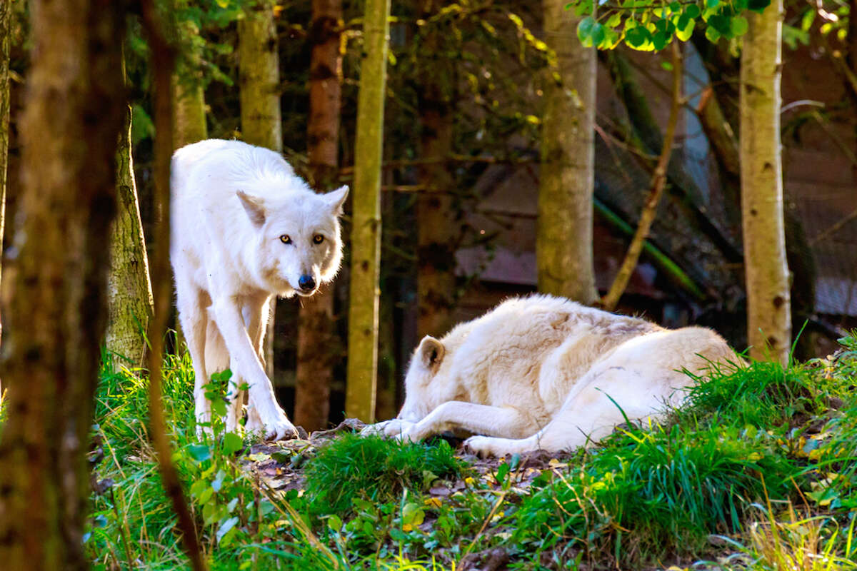 Gray wolves in forest