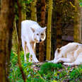 Gray wolves in forest