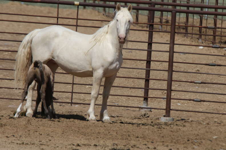 Wild mare with foal in BLM holding facility