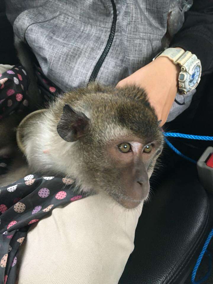 Rescued macaque monkey being driven to safety