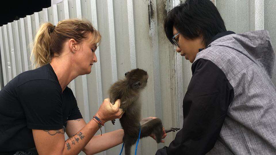 Rescuers helping macaque monkey