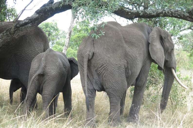 Elephant walking through the bush in Kenya
