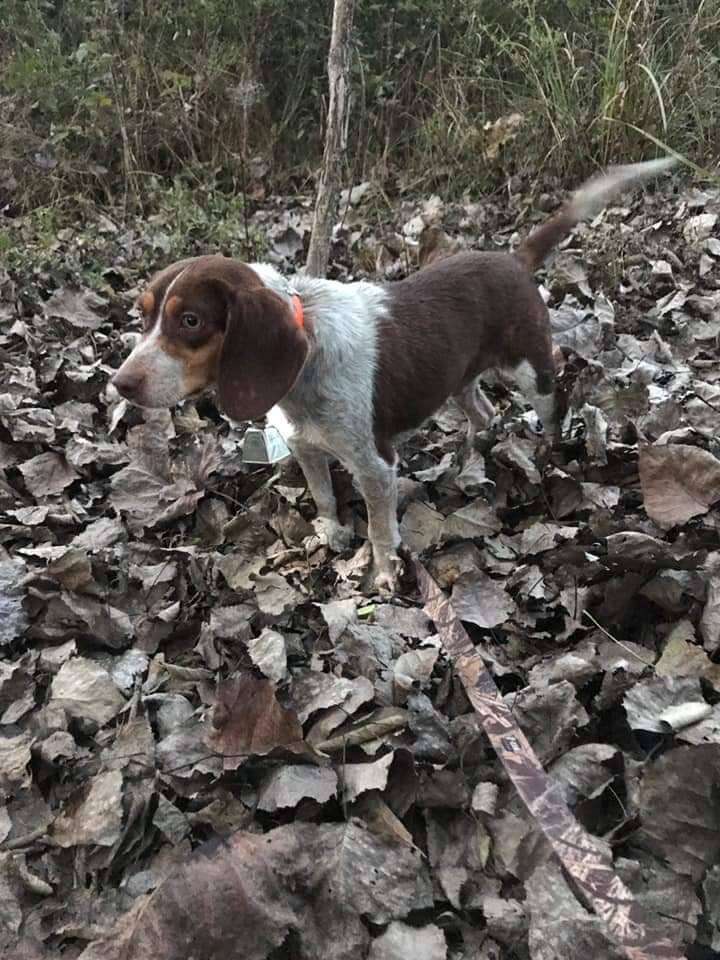 man wants to shoot dog because he won't hunt