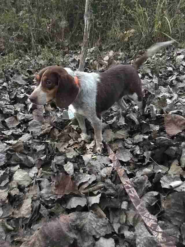 Ohio Woman Saves Beagle Who Didnt Want To Hunt From The Worst Fate