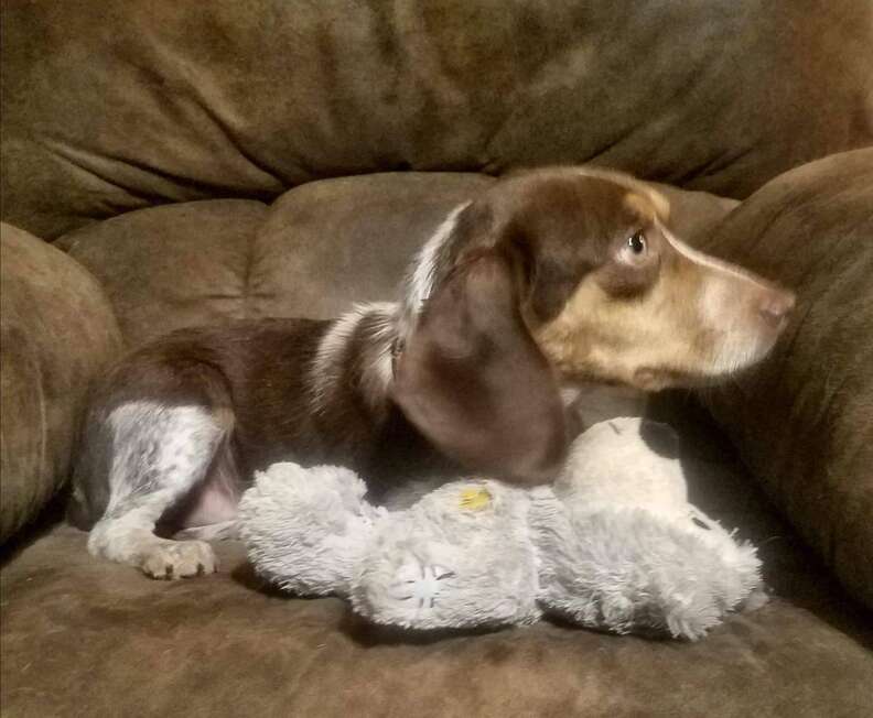 man wants to shoot dog because he won't hunt