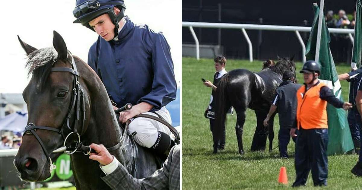 Sixth Racehorse Dies At Melbourne Cup In Last Five Years The Dodo Sixth Racehorse Dies At Melbourne Cup In Last Five Years The Dodo