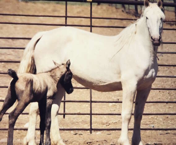 Mother horse with foal at BLM facility