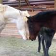 Heartbroken mother horse adopts group of orphans at sanctuary