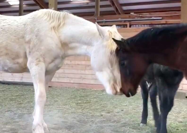 Mother horse bonds with orphaned baby