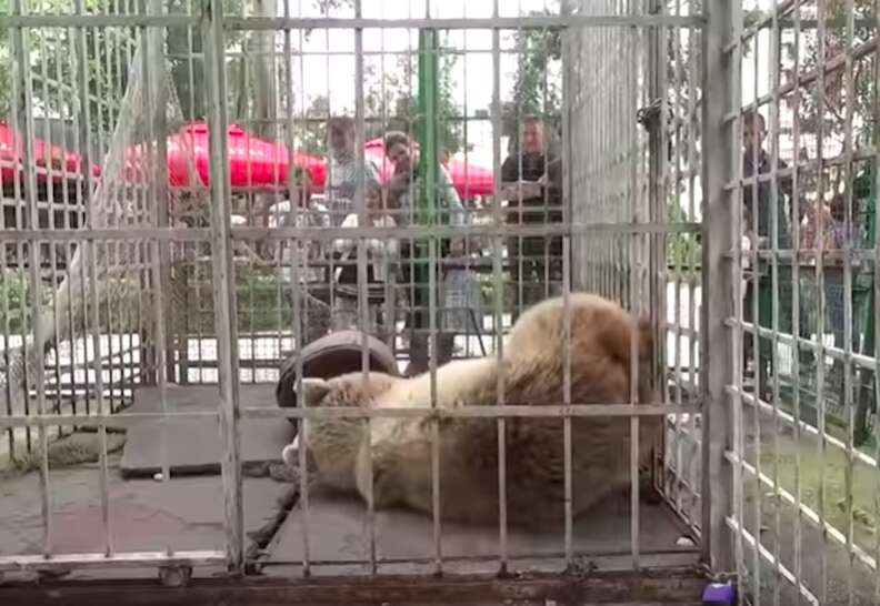 Bear caged in amusement park