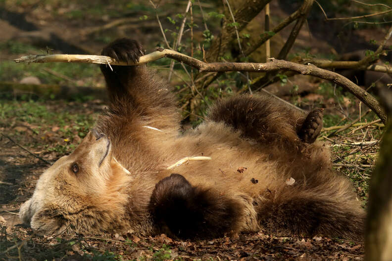 Bear rescued from amusement park at sanctuary