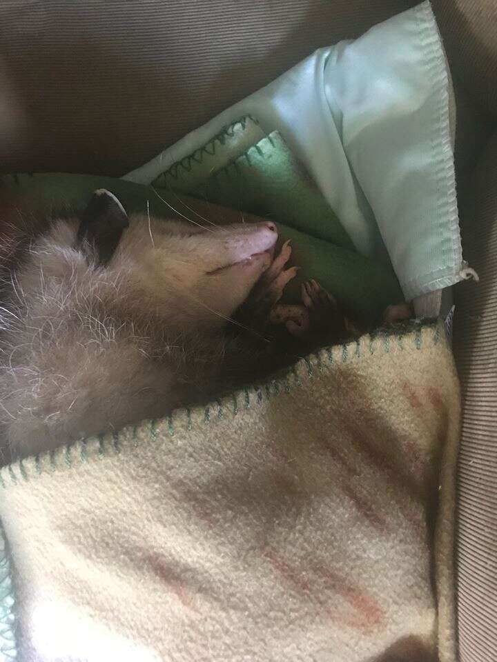 opossum rescue