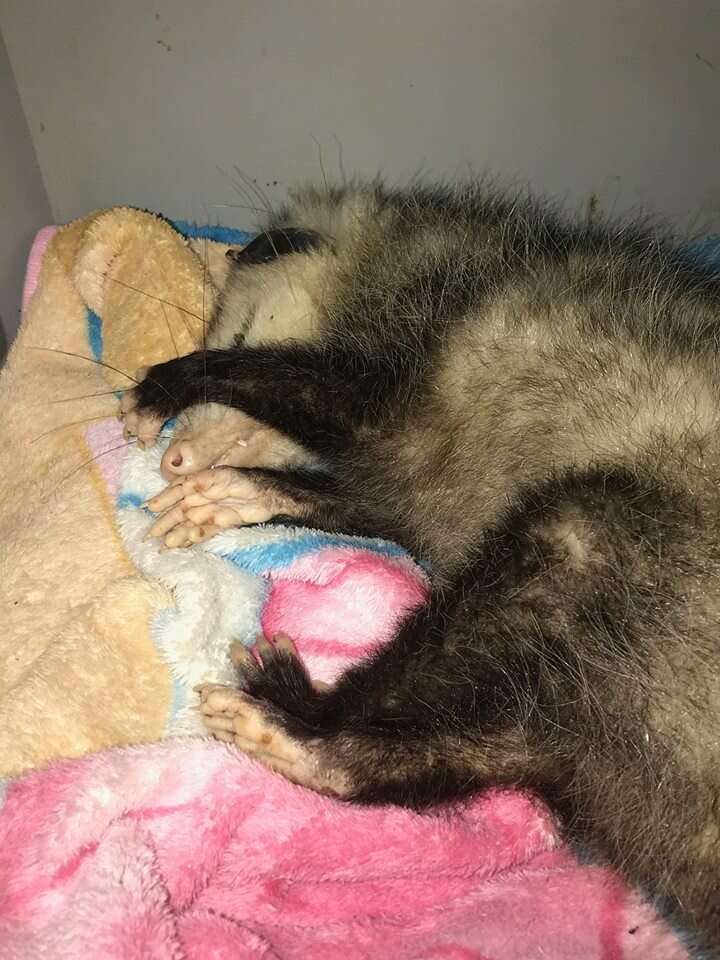 opossum rescue