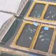 Belugas and orcas inside sea cages in Russia