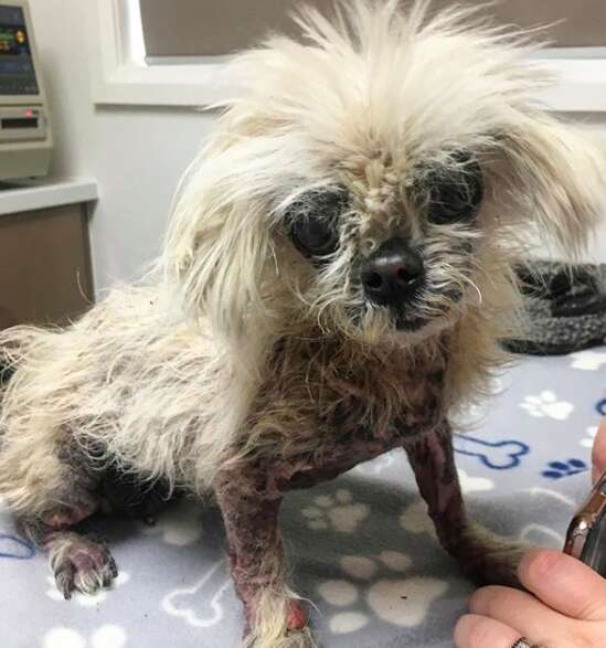 A tiny senior dog at a shelter in Australia