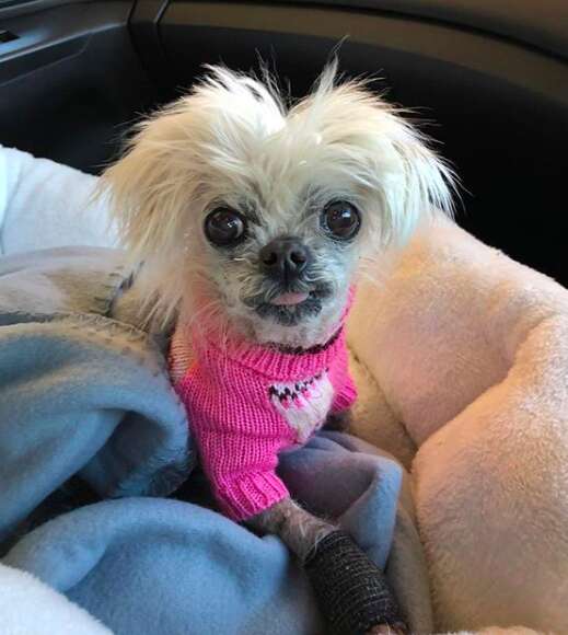 Martha, a rescued maltese Chihuahua mix, in Australia