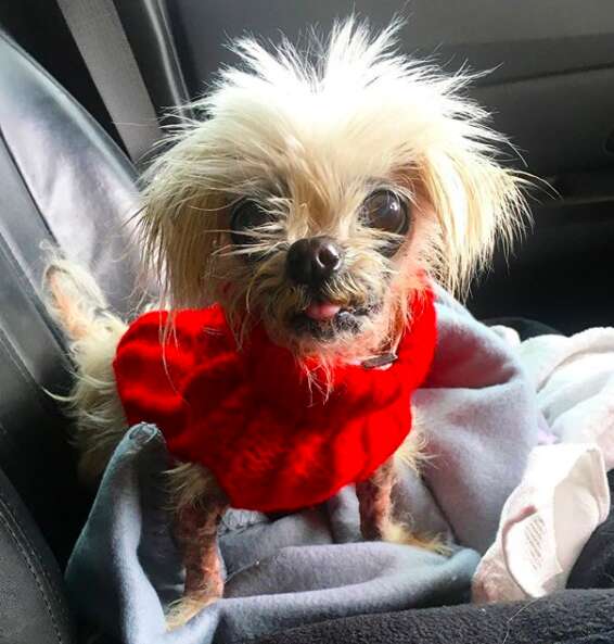 Martha the senior rescue dog enjoys a car ride