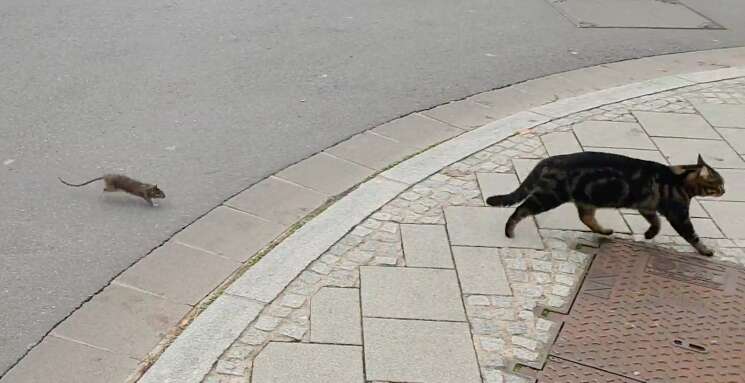 Claude Alff filming a rat chasing a cat