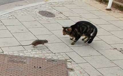 Cat and rat meet on Luxembourg street