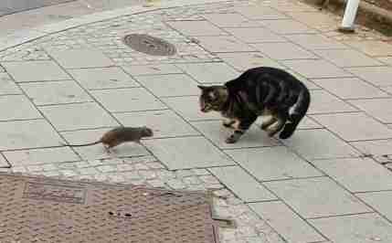 Image result for image of cat with rat