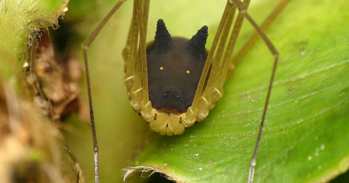 a spider that look like a dog