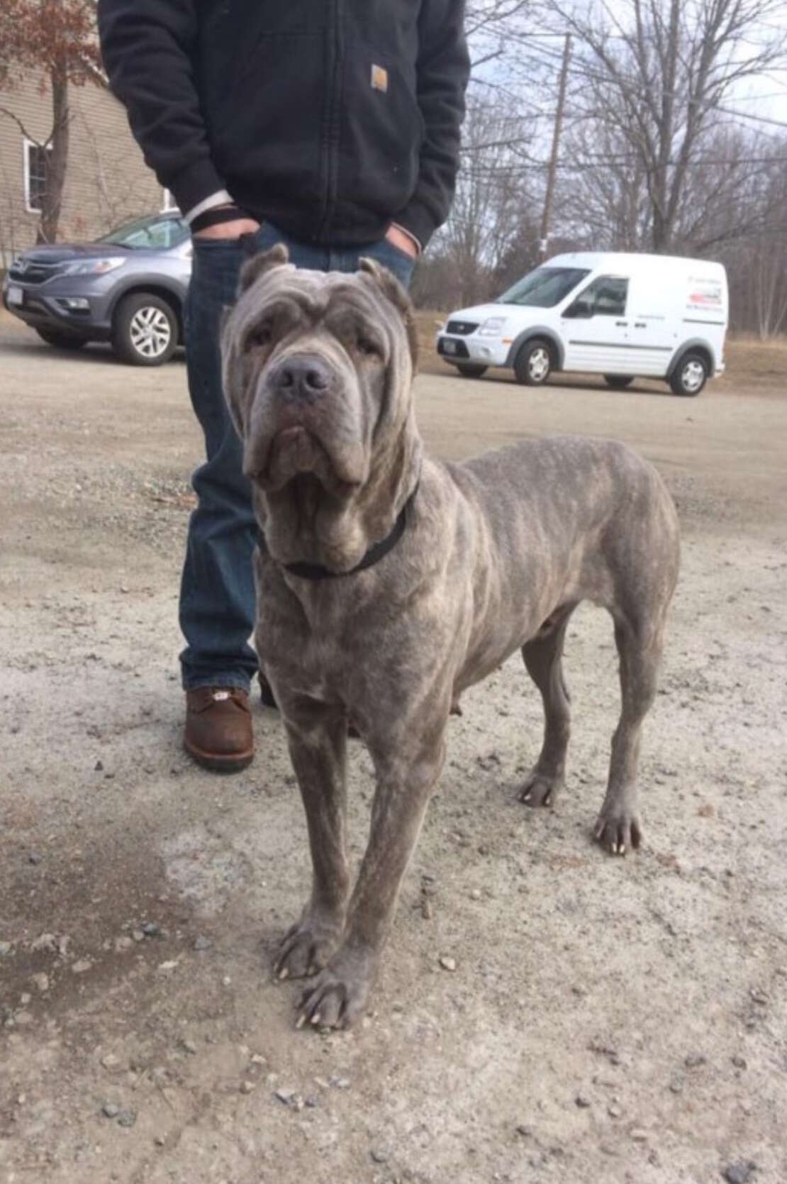 backyard breeder dog