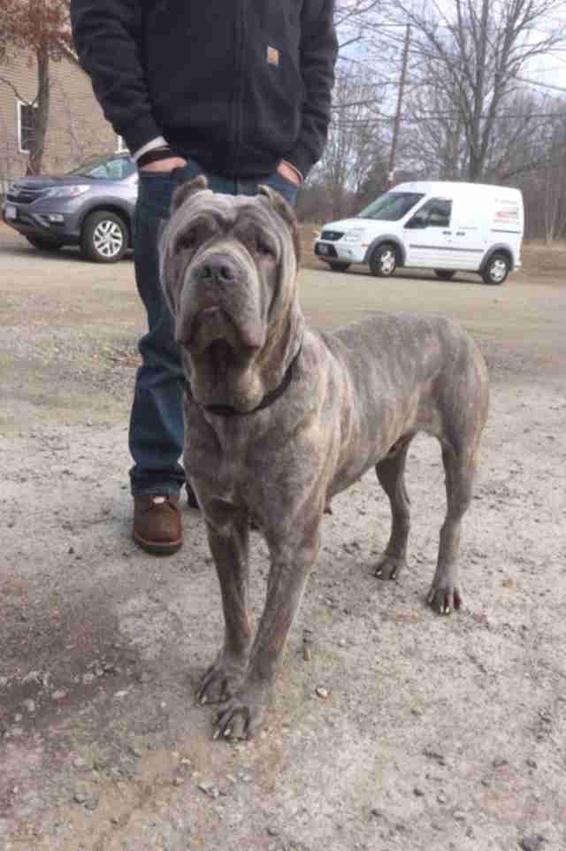 Terrified Dog Rescued From Backyard Breeder Has The Best ...