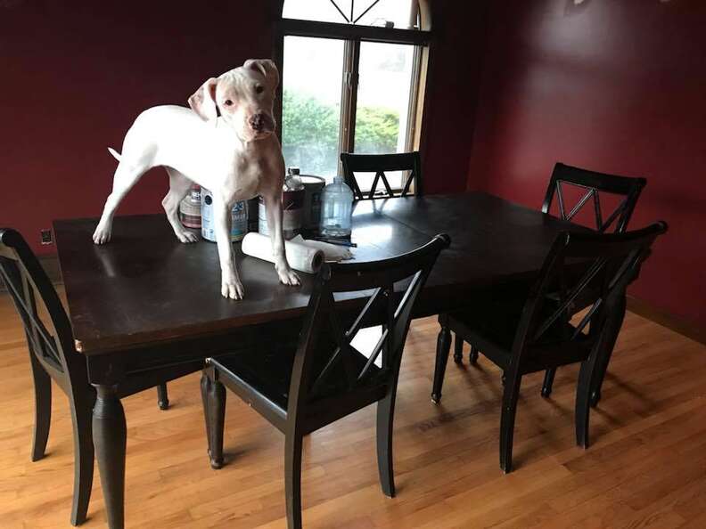 pandora deaf pit bull
