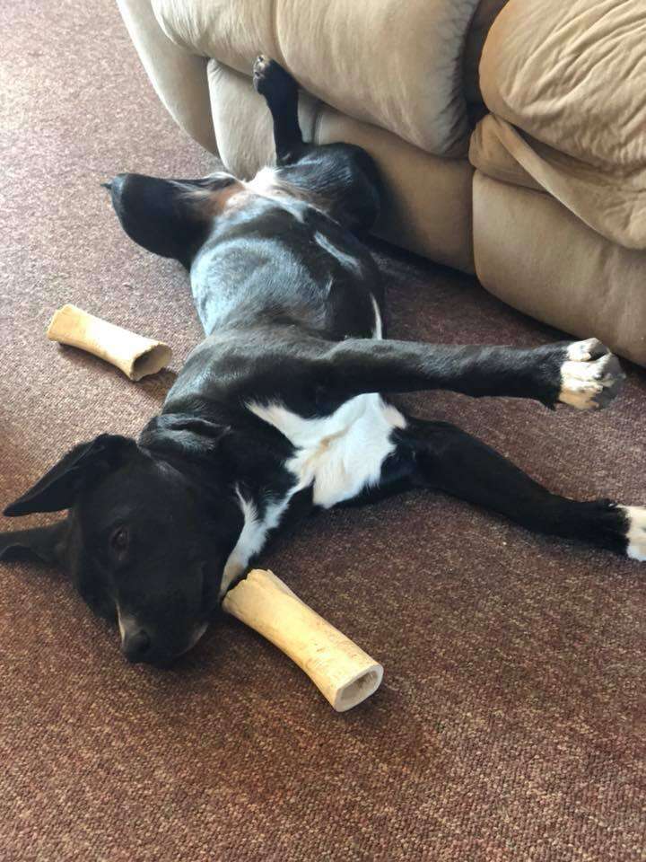 serenity philadelphia pit bull abandoned