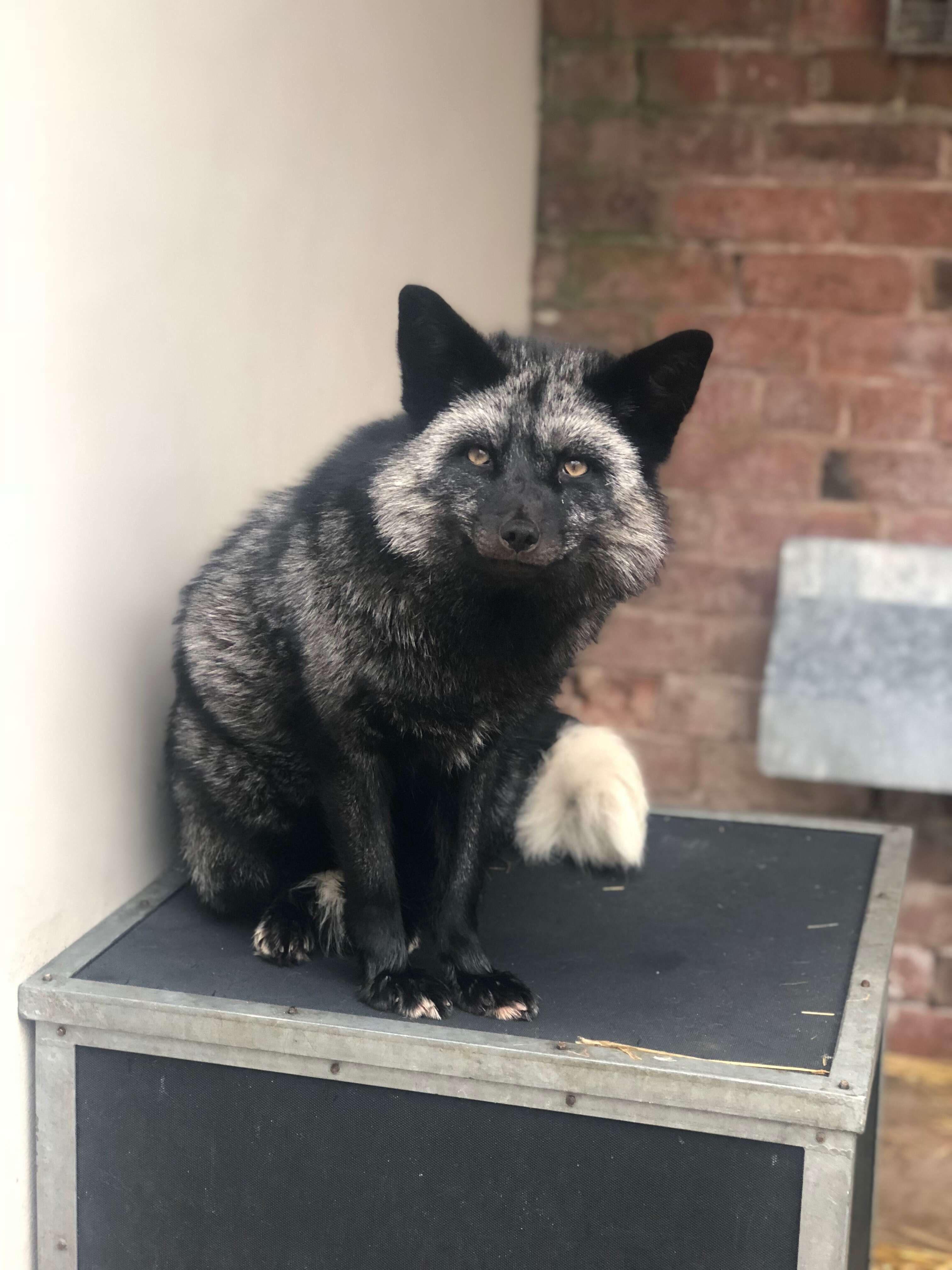 silver fox found in backyard