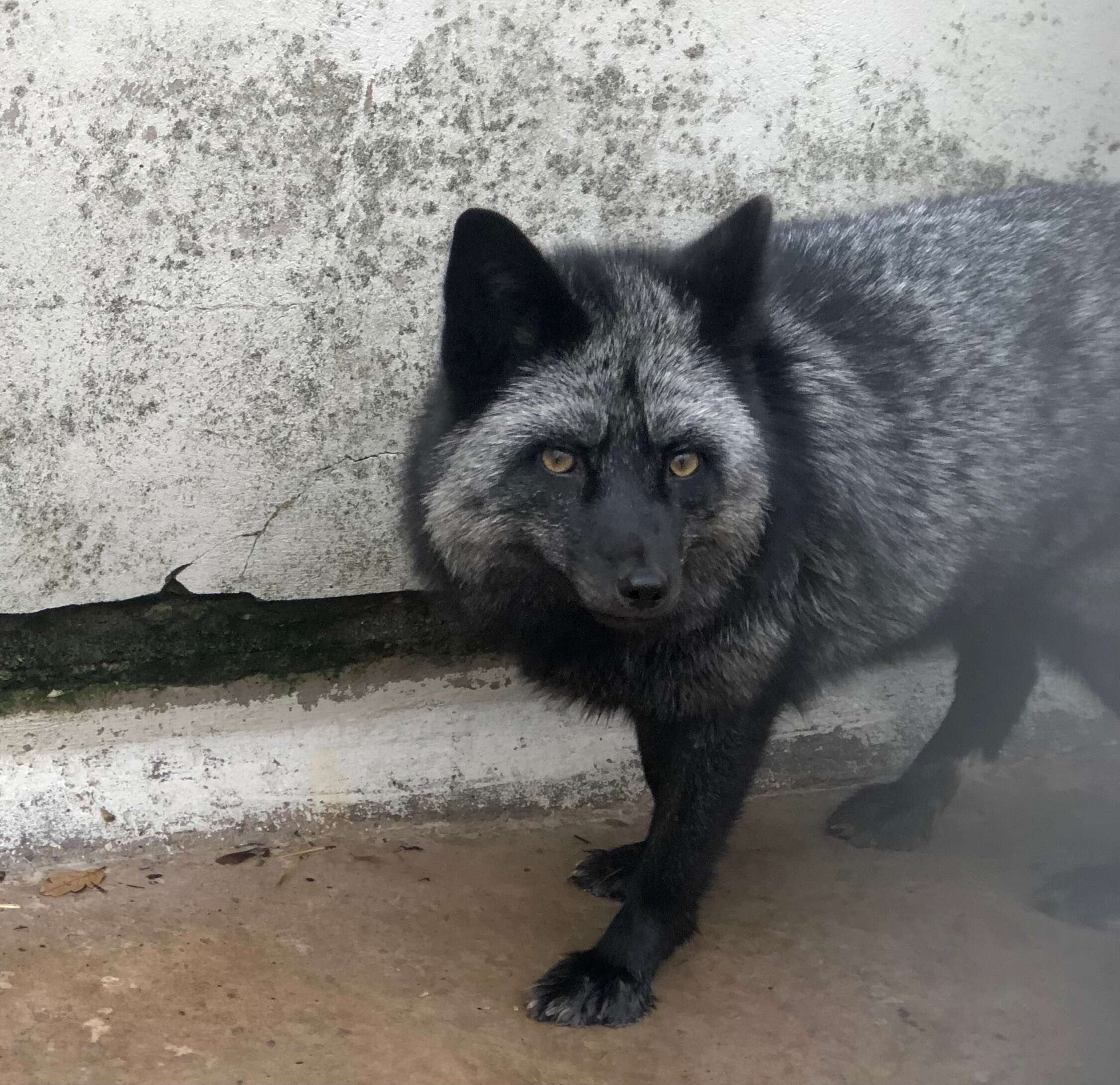 silver fox found in backyard 