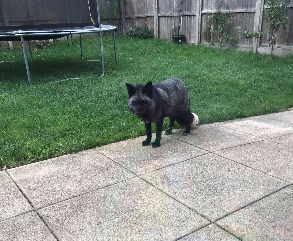 silver fox found in backyard 