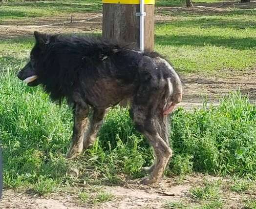 german shepherd werewolf dog