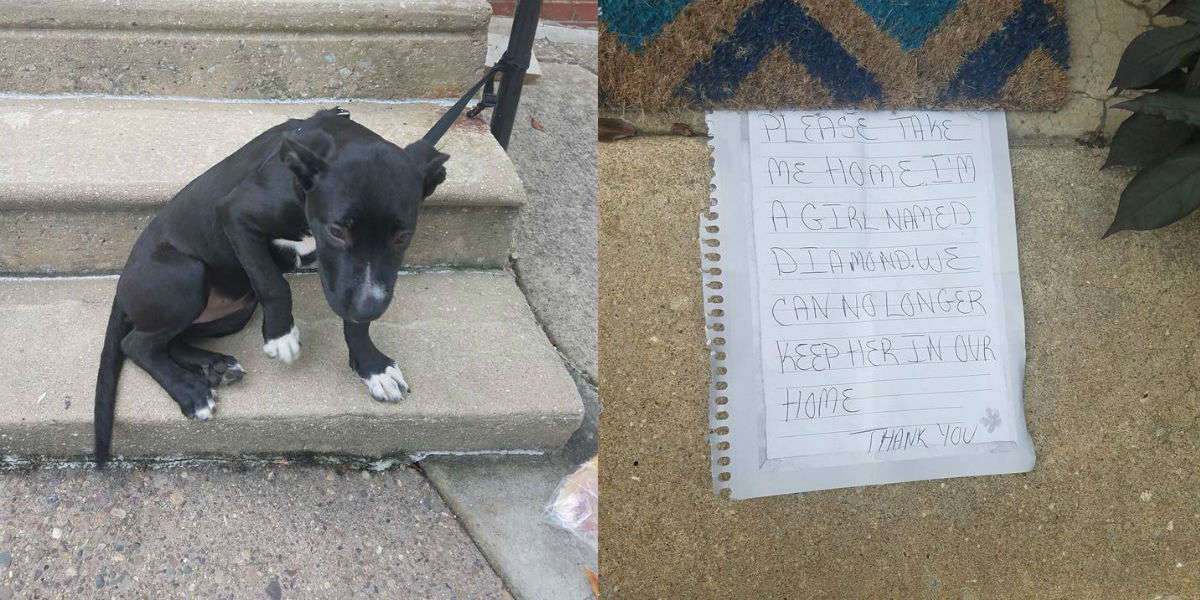 16-Week-Old Pit Bull Puppy Abandoned In Philadelphia Finds A New Home ...
