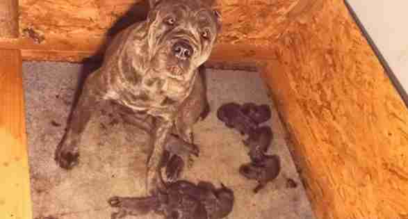 Terrified Dog Rescued From Backyard Breeder Has The Best Life Now