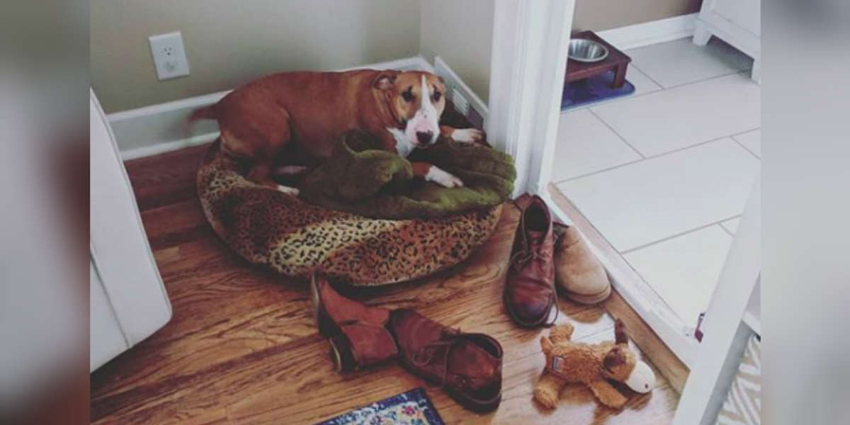 Dog Caught Stealing Shoes Whenever Her Family Leaves Home The Dodo