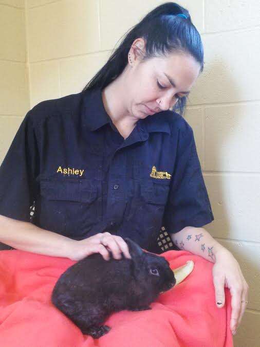 rabbit rescue california