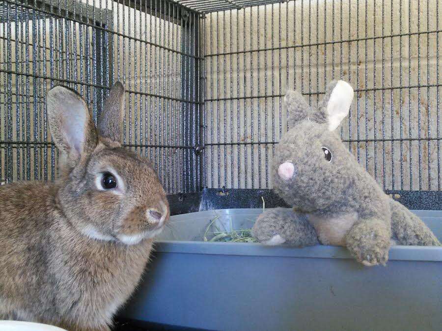 rabbit rescue california